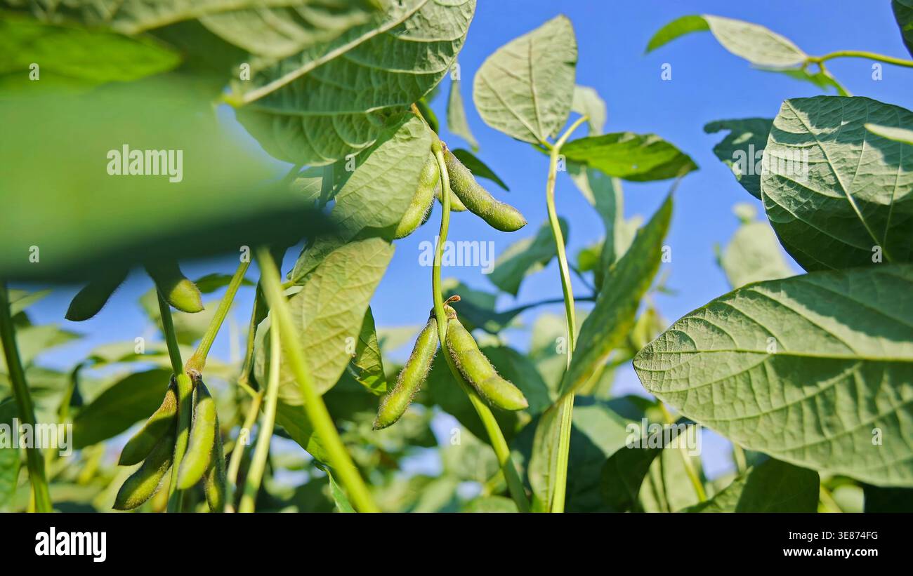 Cialde di soia verde che crescono sulla pianta. Primo piano di baccelli verdi di soia appesi su una pianta sana sotto il cielo blu, mostrando la crescita agricola in estate Foto Stock
