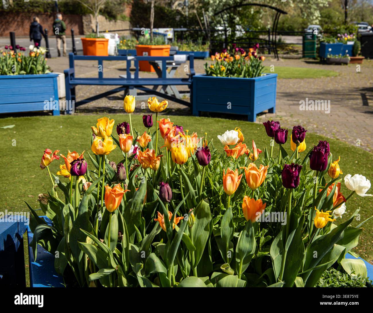 Un vivace parco di piantagioni pieno di tulipani di primavera colorati in un parco pubblico di Pocket Park Calne Foto Stock