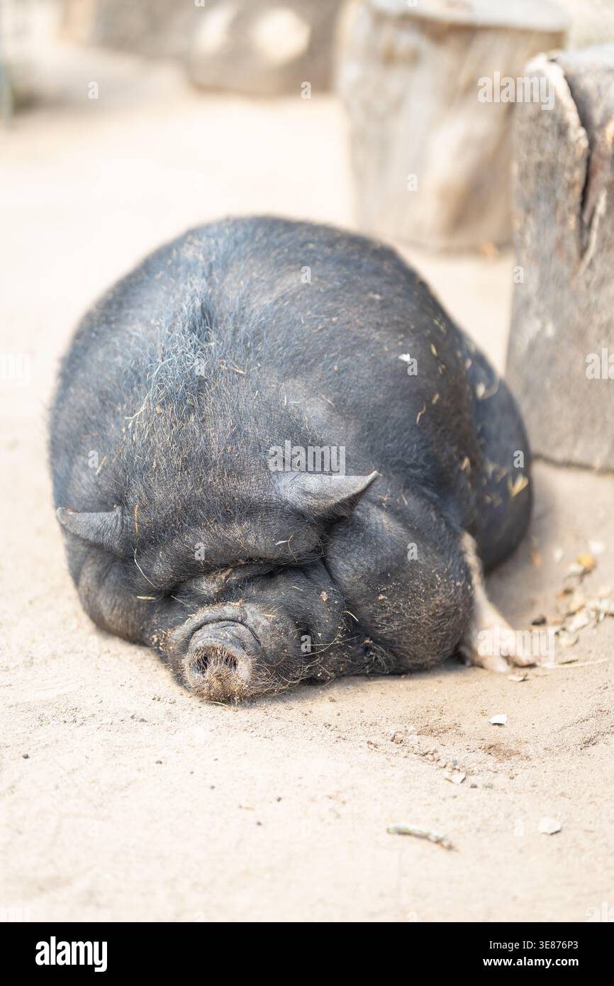 Maiale con pannocchie nere che dorme pacificamente a terra Foto Stock