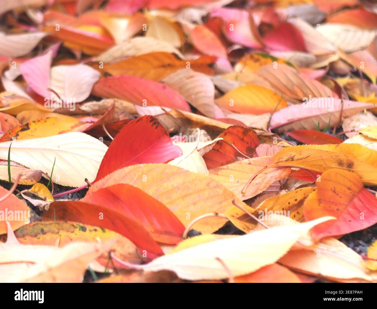 Primo piano di foglie cadute, tra cui il ciliegio di sargent o il ciliegio collinare del Giappone settentrionale (prunus sargentii rehder) sul terreno erboso di Bonn, Germania. Foto Stock