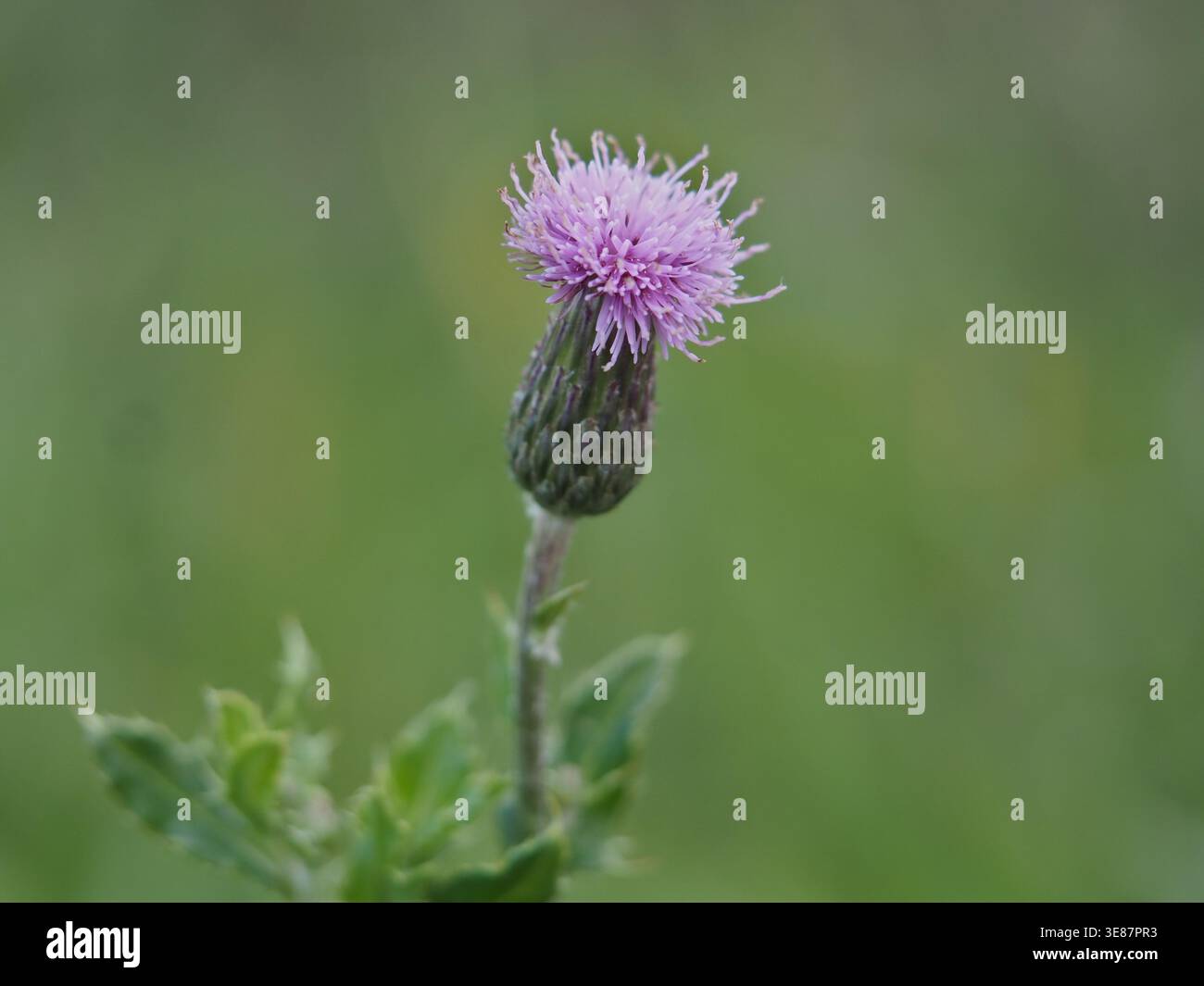 Primo piano isolato di una fioritura di un cardo strisciante [Cirsium arvense (L.) Scop.] O cardo di campo, cardo canadese a Bonn, Germania, a settembre Foto Stock