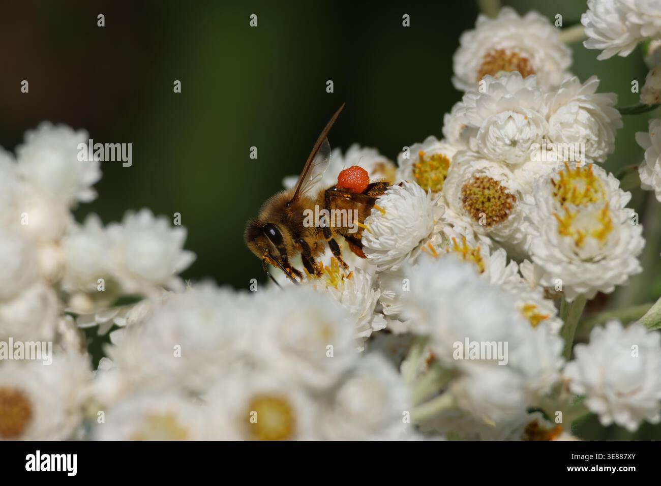 WESTERN Honey Bee su White Flowers Foto Stock