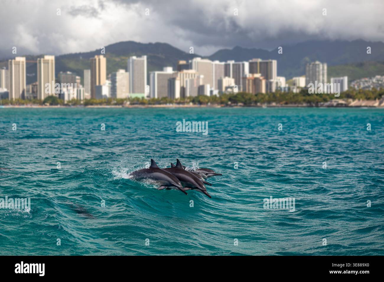 Un branco di delfini Spinner rompe la superficie mentre cavalca una veglia con gli alti edifici di Honolulu, Oahu, Hawaii che formano lo sfondo Foto Stock