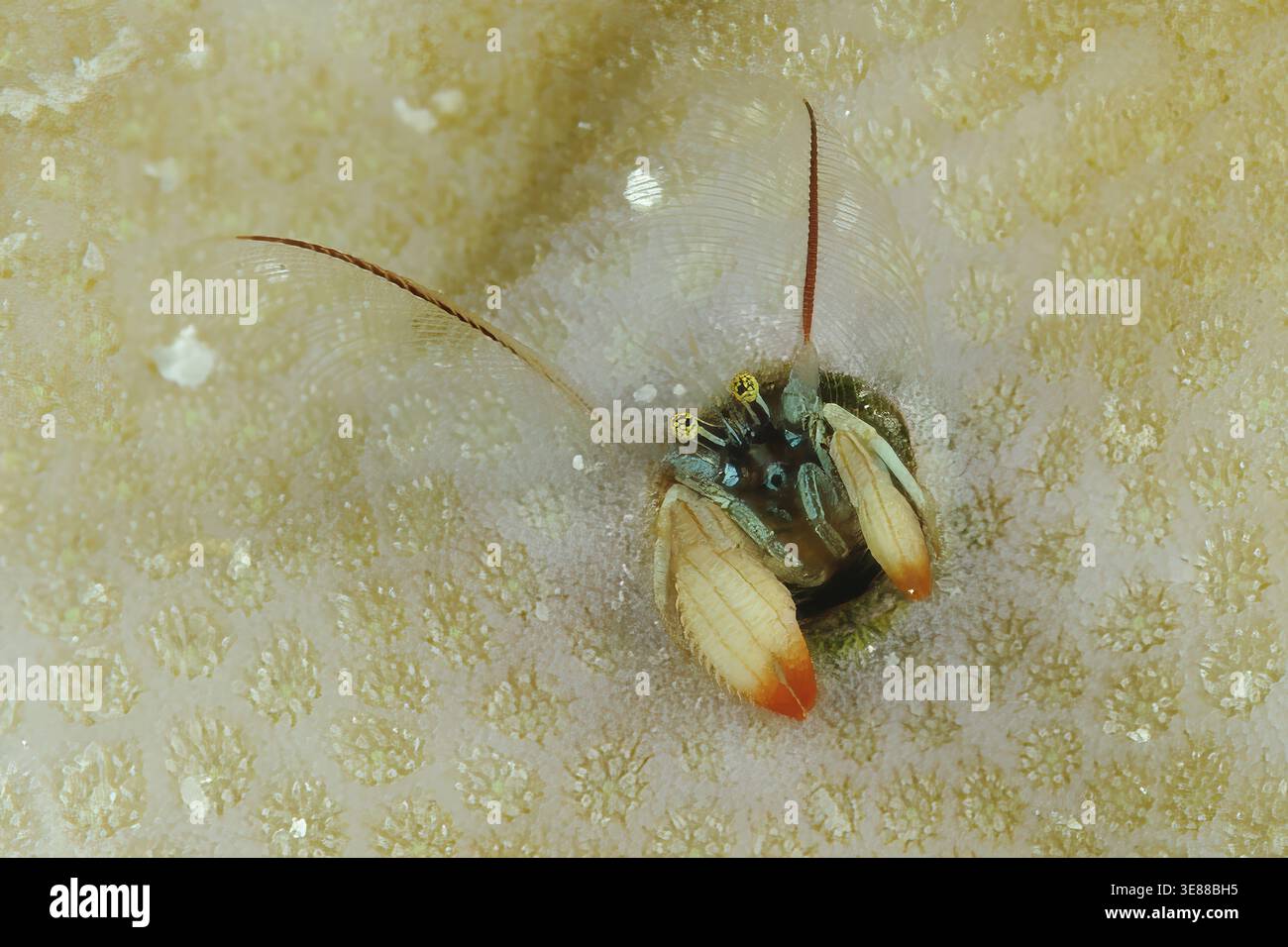 Foto subacquea molto 1 un centimetro di granchio eremita corallino di Kropp (Paguritta kroppi) specie di granchio eremita destrorso con artiglio destro più grande t Foto Stock