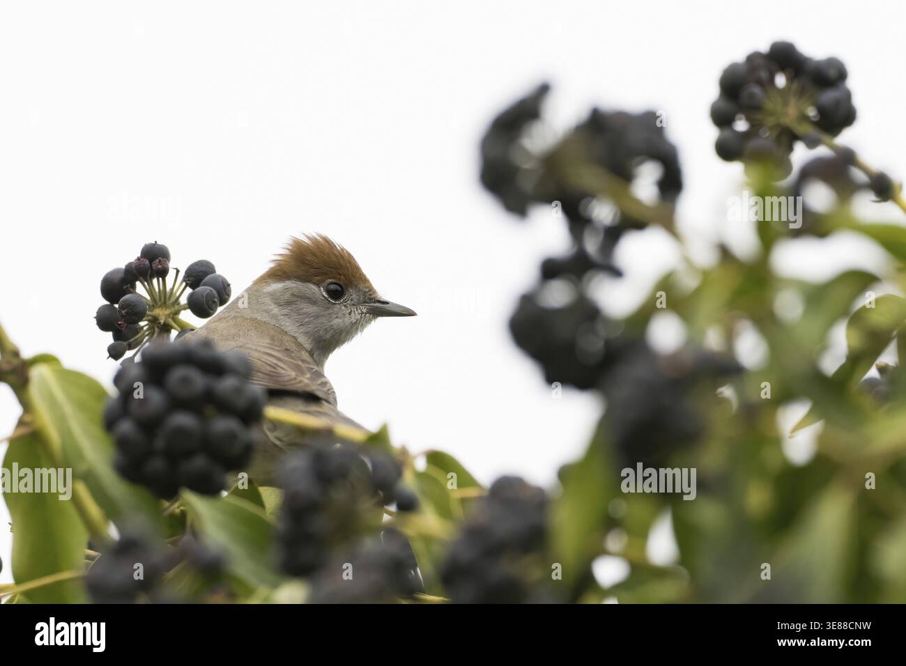 Un cappellino nero (Sylvia atricapilla) seduto in un cespuglio con bacche nere, edera, Assia, Germania Foto Stock