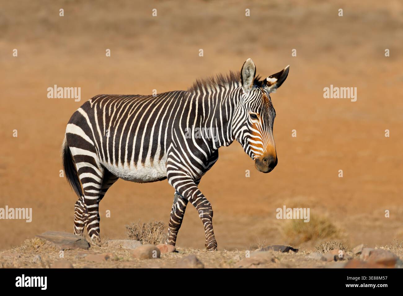 Una zebra di montagna del Capo (Equus zebra) in habitat naturale, Parco Nazionale della Zebra di montagna, Sudafrica Foto Stock