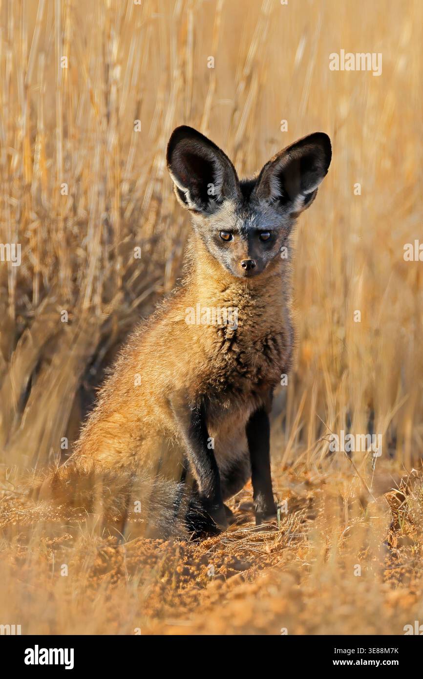 Una piccola volpe dalle orecchie di pipistrello (Otocyon megalotis) seduta nell'habitat naturale del Sudafrica Foto Stock