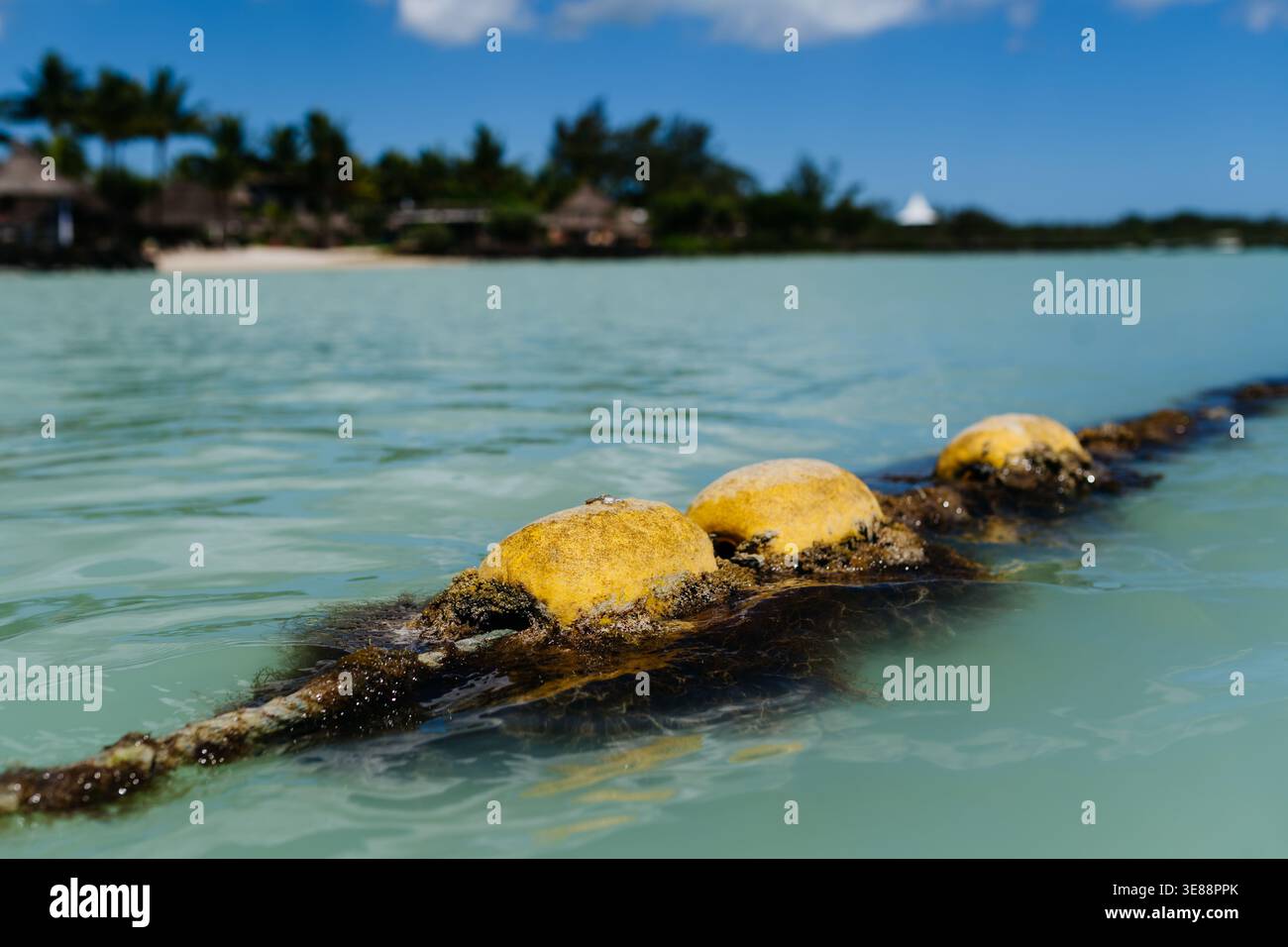Boa galleggiante nel mare turchese. Foto Stock