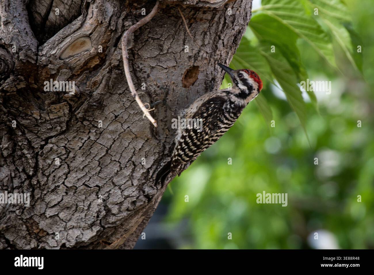 Pájaro Carpintero picando un árbol con fondo de hojas verdes Foto Stock