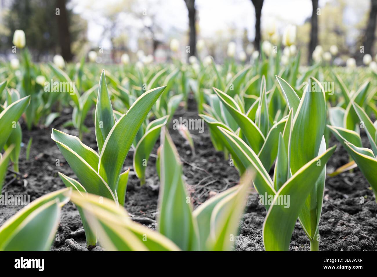 Giovani germogli di tulipani con foglie variegate che crescono in un'aiuola del parco cittadino all'inizio della primavera. Primo piano di foglie di tulipani verdi con bordi gialli, fresche Foto Stock