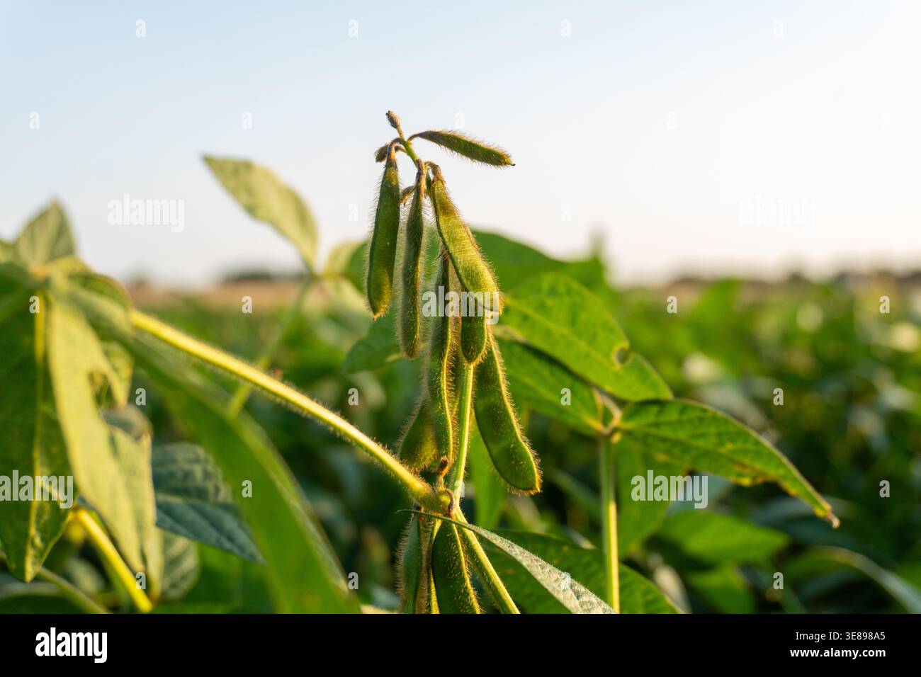 Le piante di soia con baccelli verdi crescono in un grande campo. Il sole splende e non c'è nuvola nel cielo. Le piante sono sane e vivaci. Foto Stock