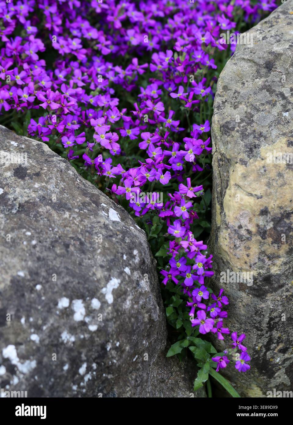 Rock Cress o Aubretia, Aubrieta deltoidea, Brassicaceae. REGNO UNITO. Aka lilacbush, cresta di roccia viola e cresta di roccia arcobaleno. Foto Stock