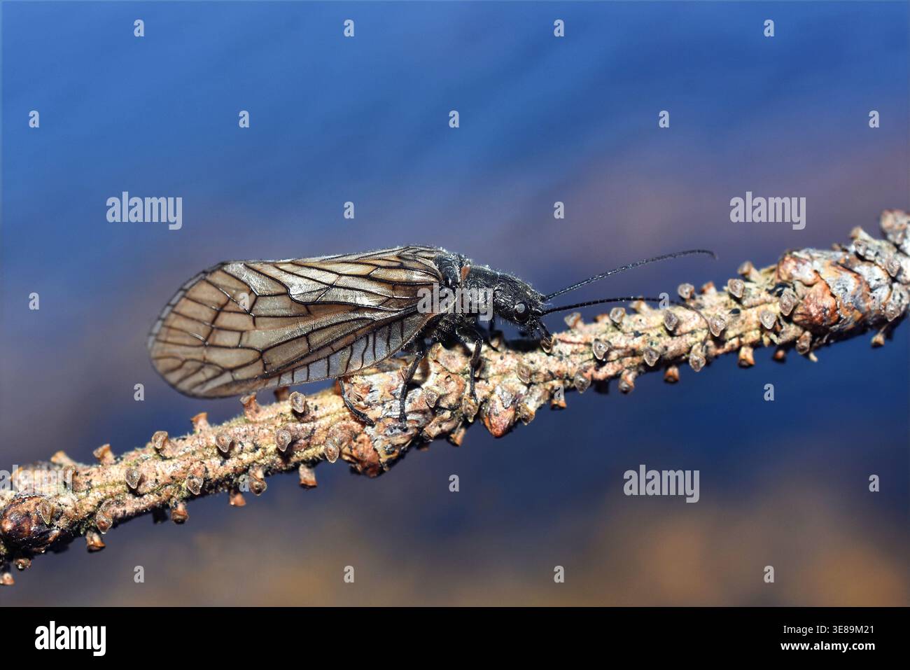 Alderfly (Sialis sp.) al ramoscello, macro primo piano di insetti acquatici Foto Stock