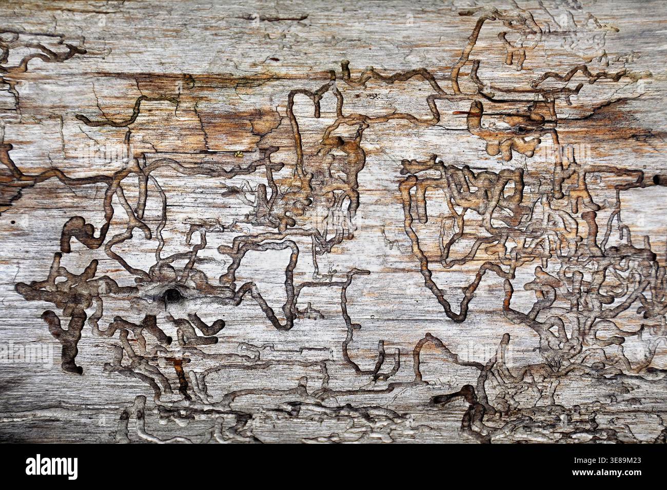 Tunnel di larva di insetti in legno (danni da scarabeo della corteccia), struttura astratta naturale Foto Stock