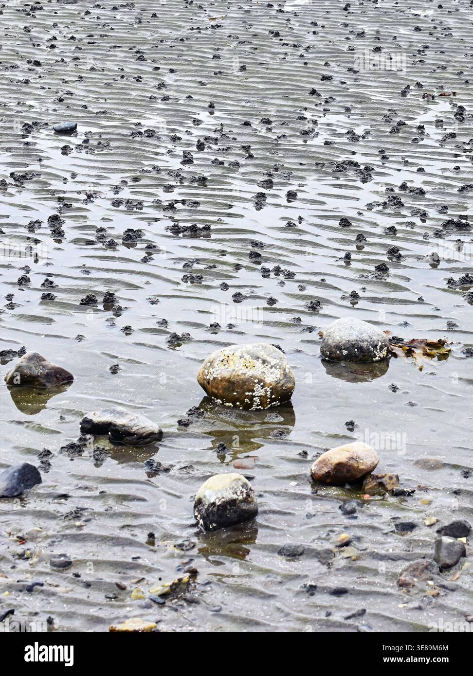 Calchi di verga (Arenicola marina) su una spiaggia sabbiosa, struttura con motivo mareale Foto Stock