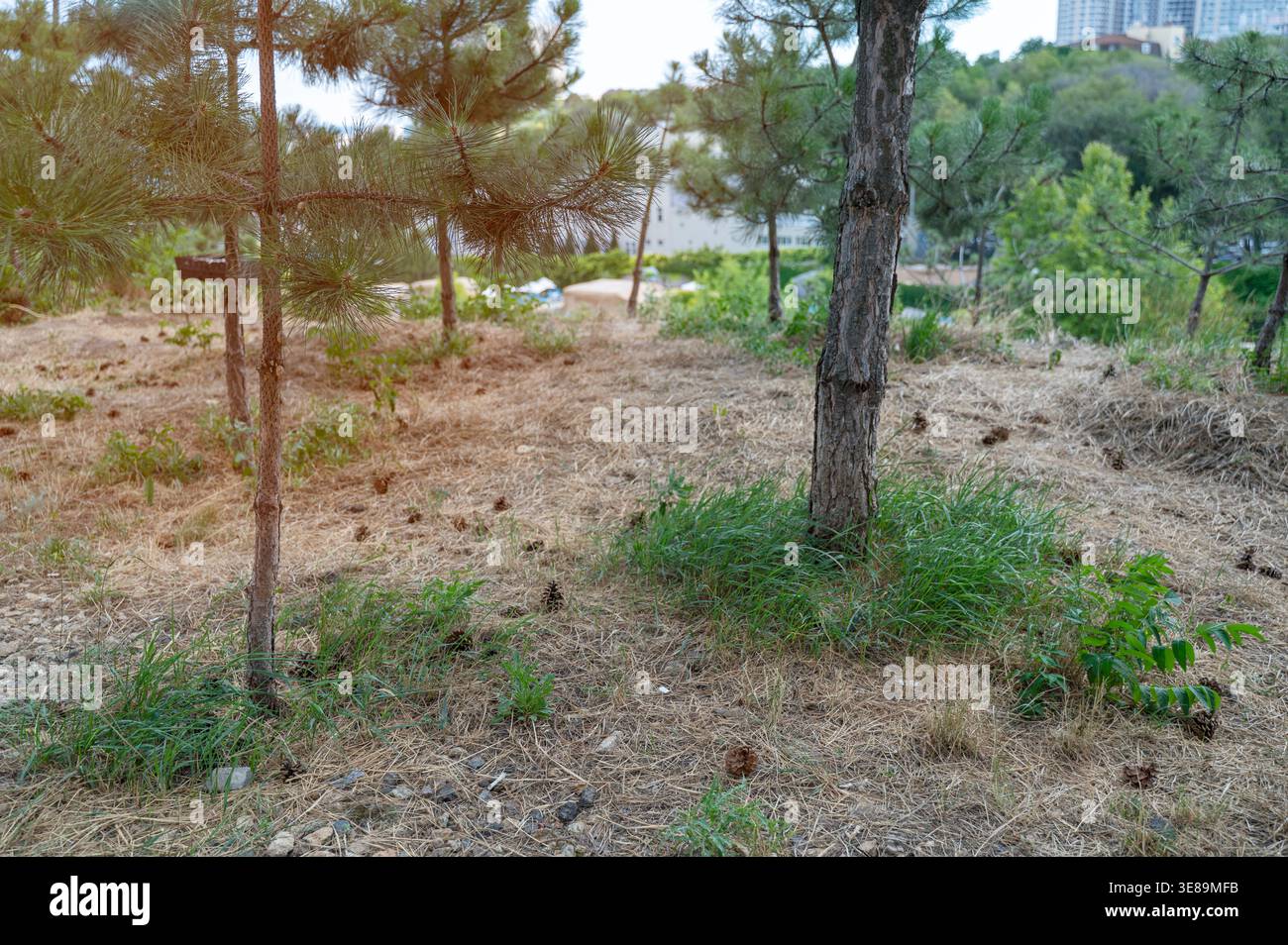 Paesaggio boschivo con migliaia di giovani alberi sempreverdi. Ambiente naturale. Concetto di scoperta della natura, serena esperienza nella natura selvaggia, e t Foto Stock