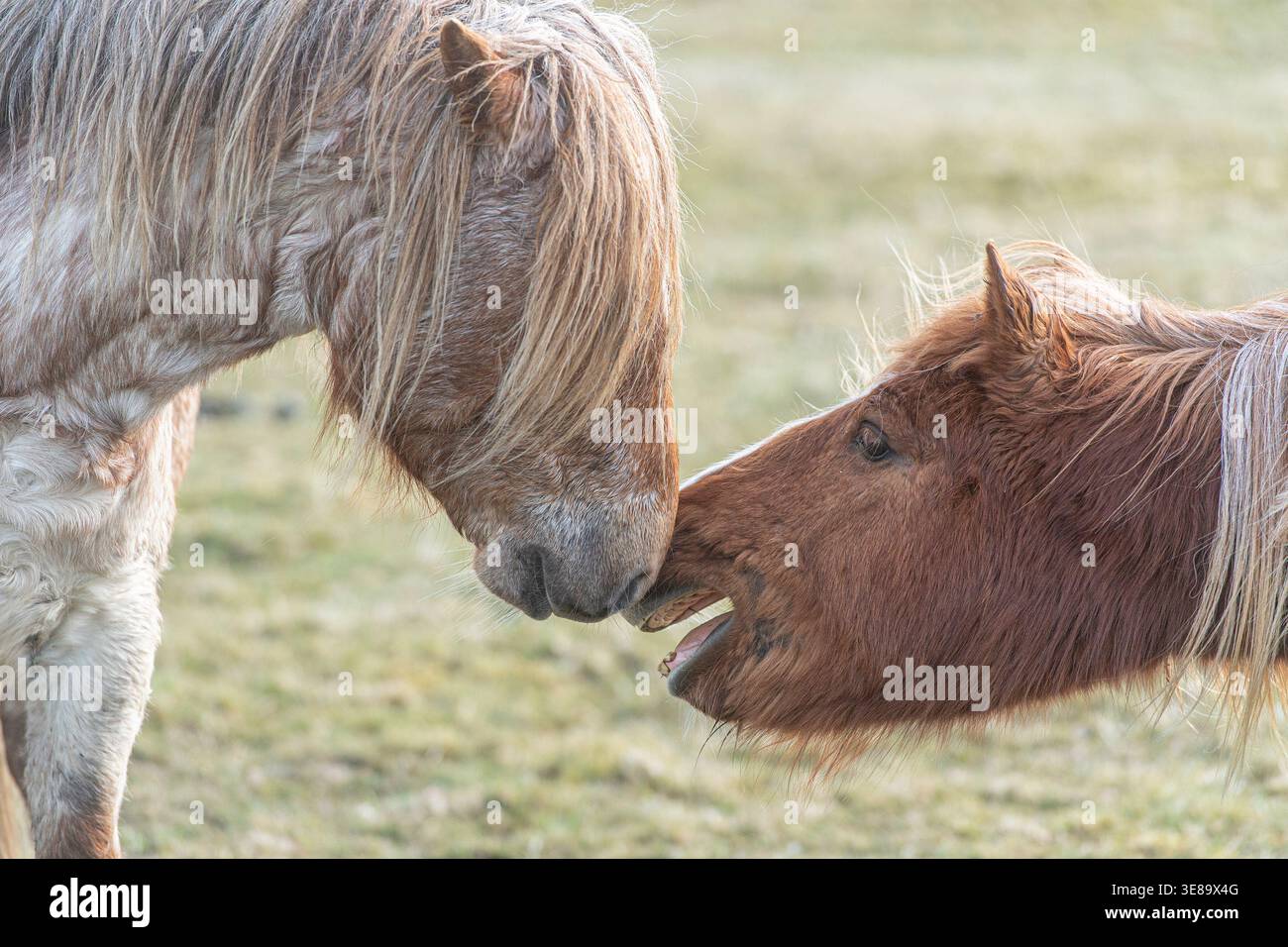due pony selvaggi che si sniffano a vicenda il naso Foto Stock
