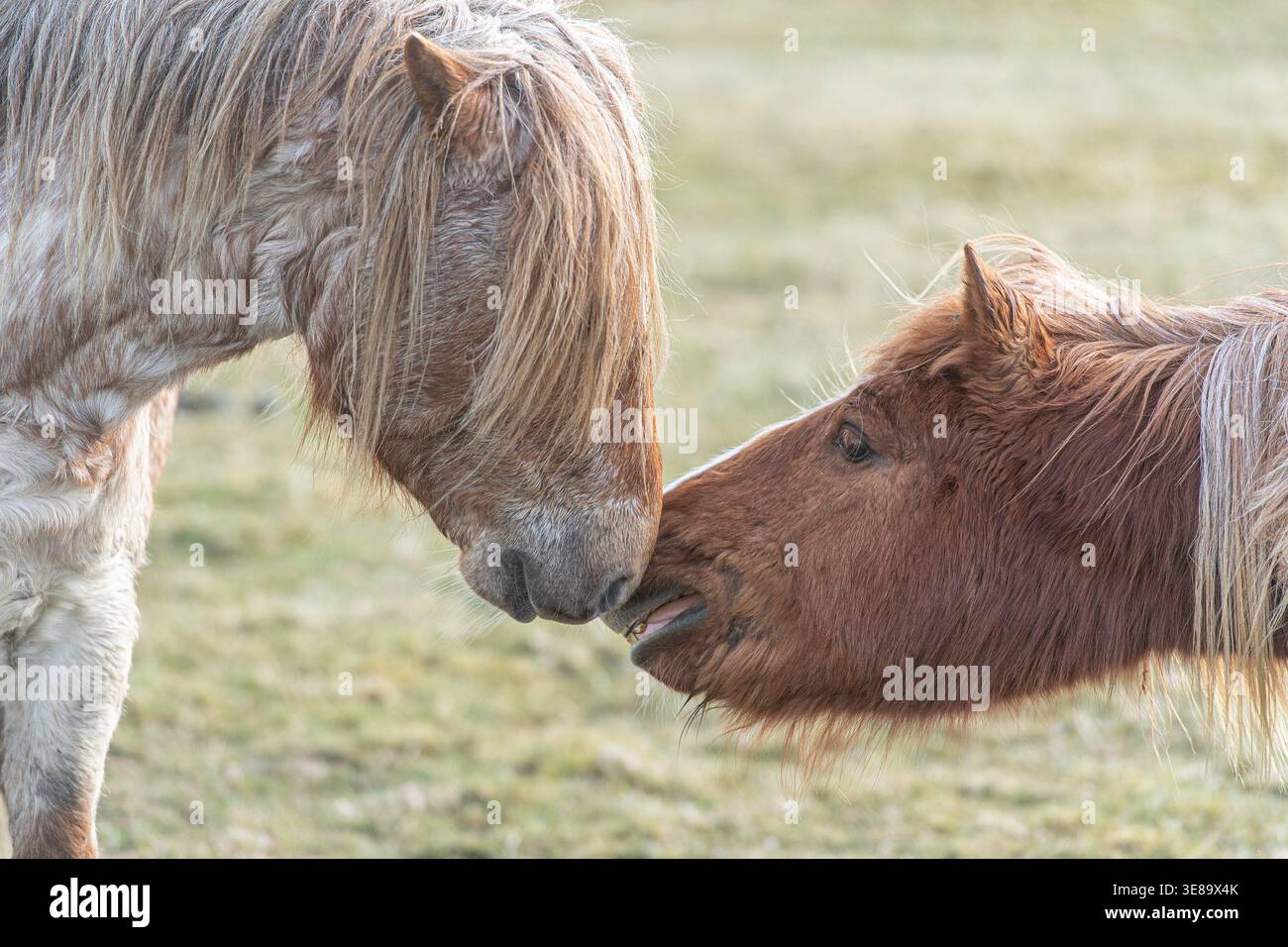 due pony selvaggi che si sniffano a vicenda il naso Foto Stock