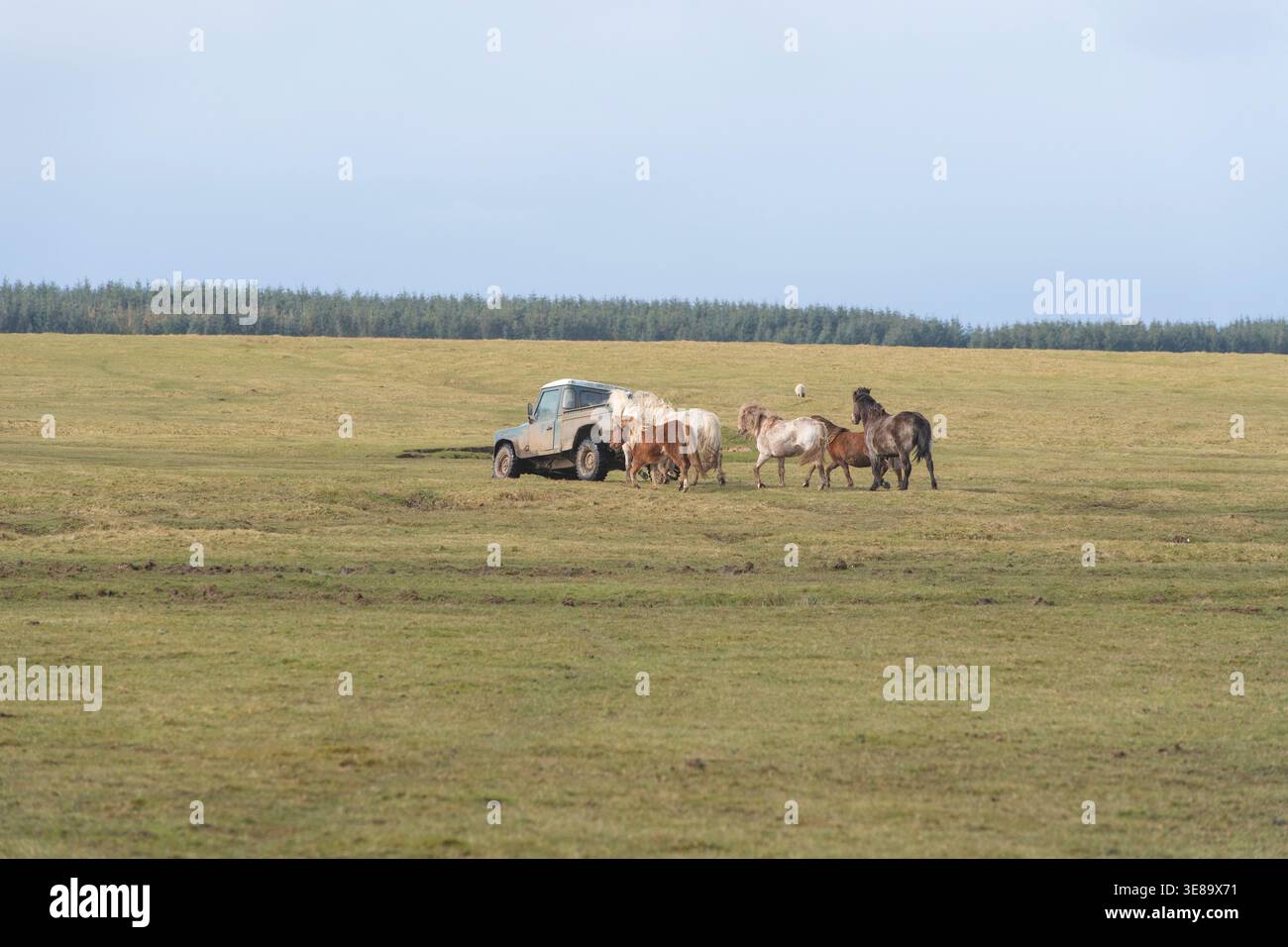 Cavalli selvatici e pony che seguono gli agricoltori landrover sperando di essere nutriti a Bodmin Moor Foto Stock