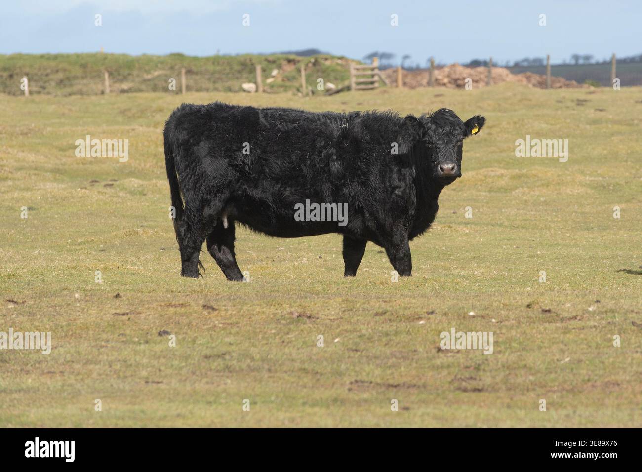 mucca nera Foto Stock
