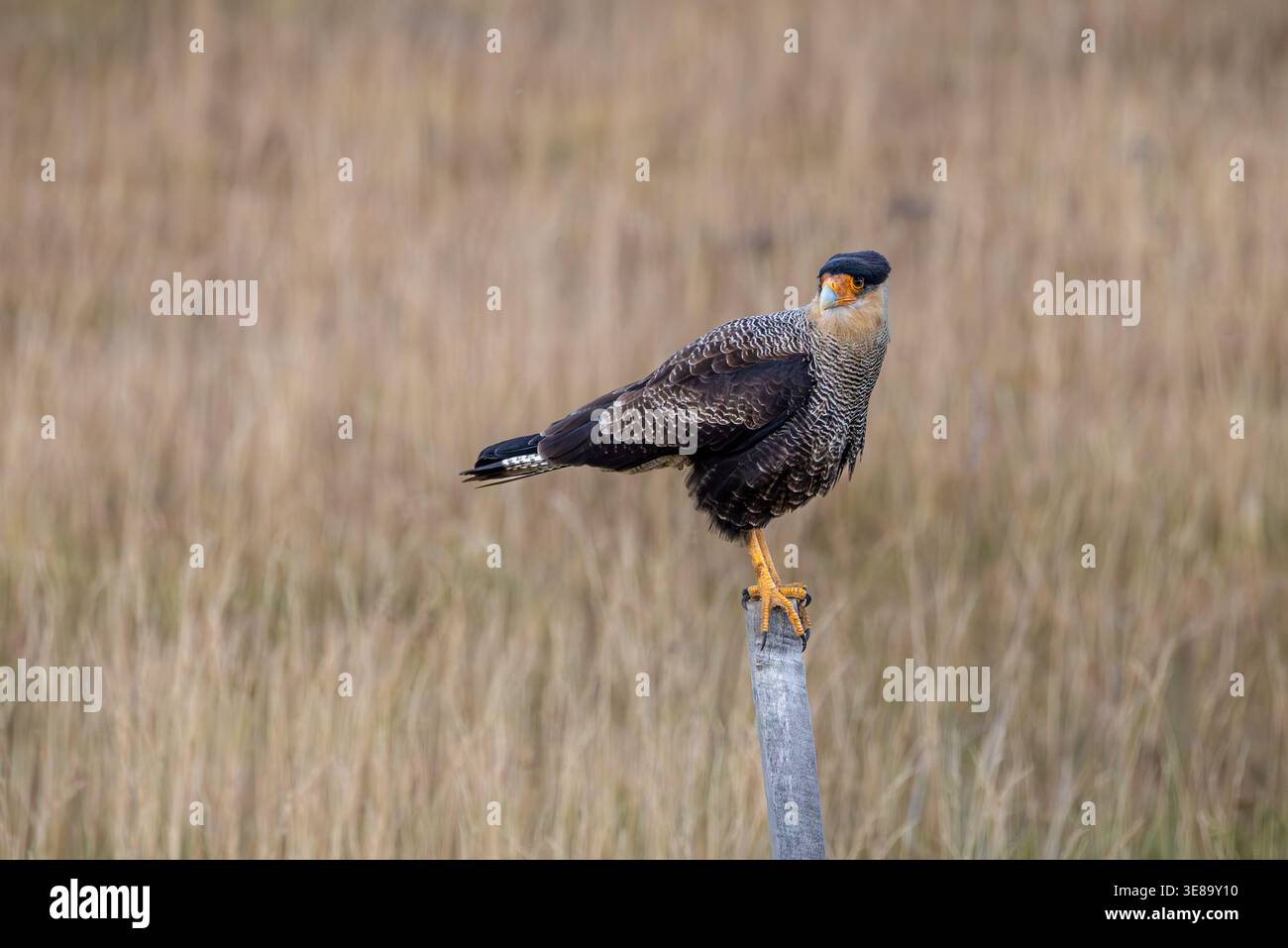 caracara crestata in Patagonia Foto Stock