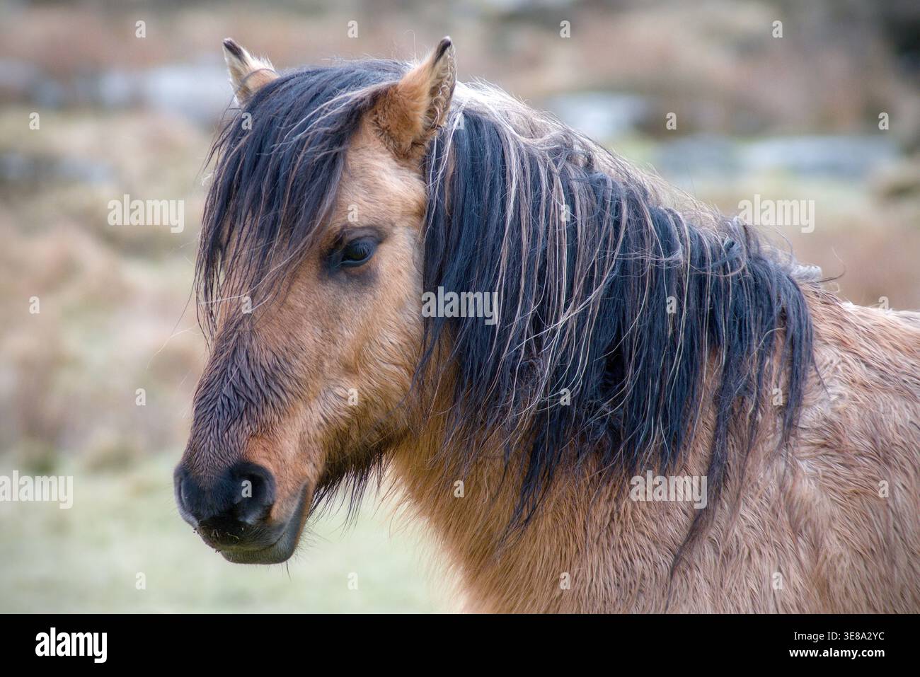 Cavallo pony Dartmoor da vicino criniera sparata con sfondo sfocato. Dartmoor National Park, Devon, Inghilterra. Foto Stock