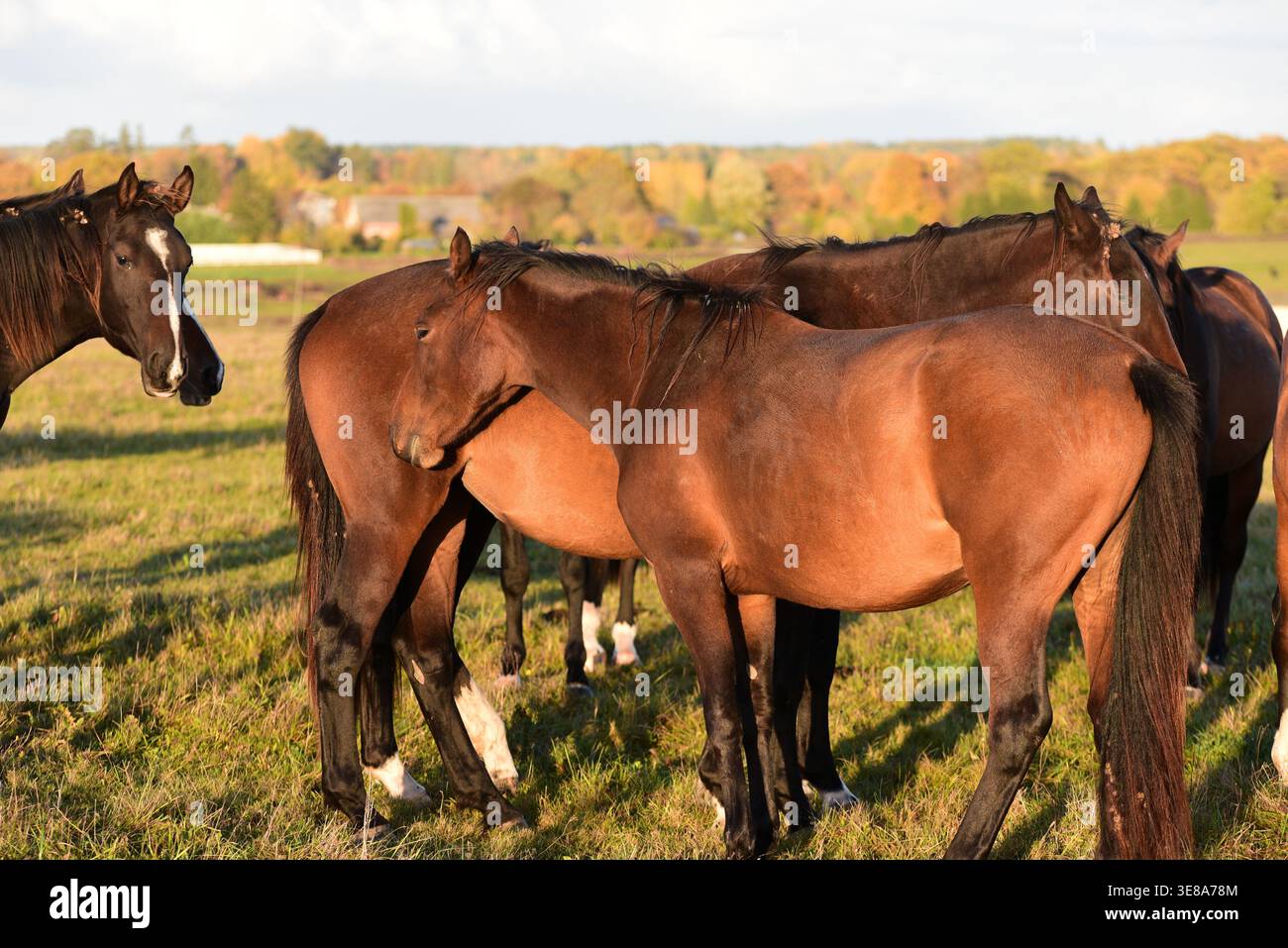 bellissimi cavalli bruni pascolano sul bordo di un prato in un parco all'aperto al tramonto serale in autunno Foto Stock