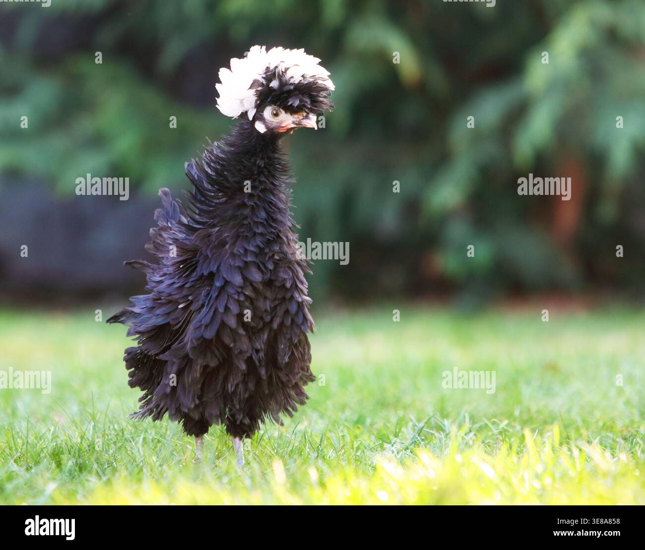 L'allevamento avicolo e il patrimonio riproducono il pollo polacco Holand in piedi sull'erba alla luce del sole che rappresenta un'agricoltura sostenibile e un Husban etico per gli animali Foto Stock