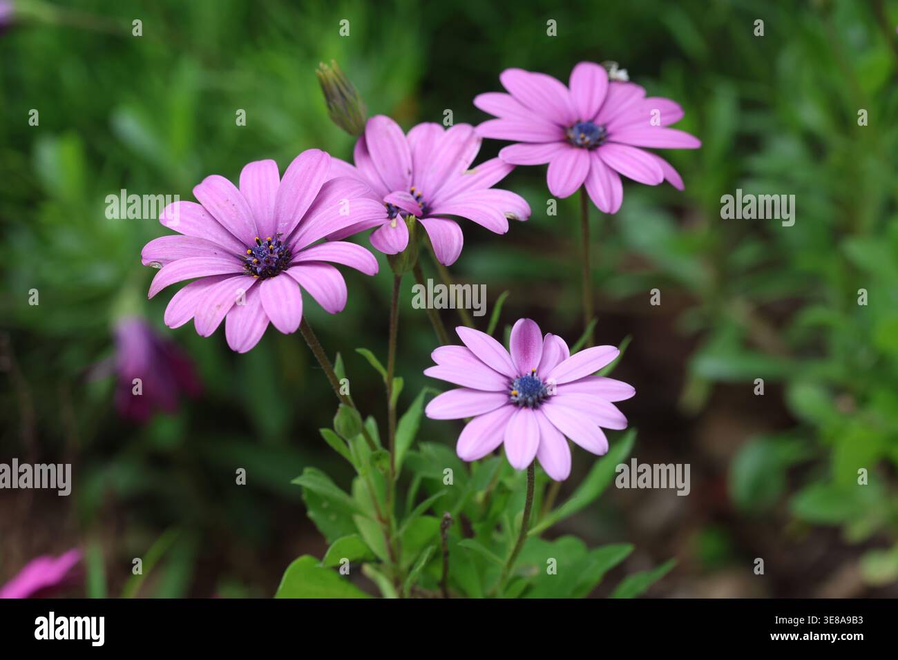 Dimorphotheca ecklonis (Capo margherita) fiore in primavera Foto Stock