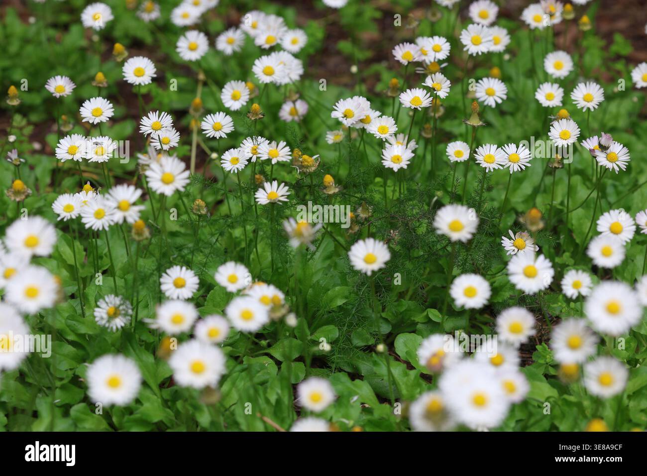 Lussureggiante gruppo di margherite bianche (Bellis perennis) che fioriscono in un campo verde primaverile Foto Stock