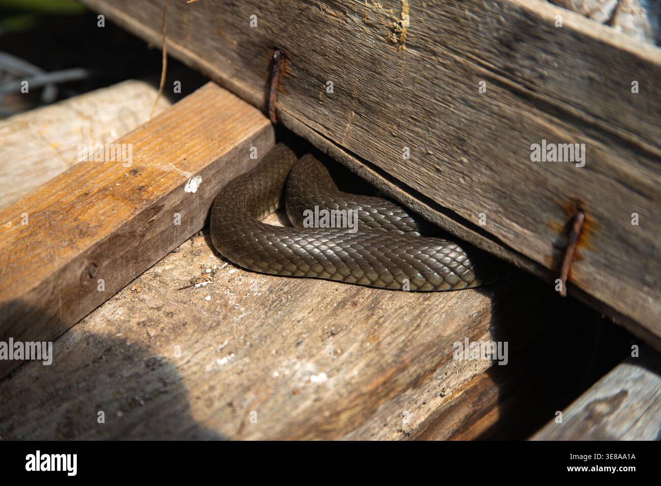 Un serpente è avvolto e nascosto tra vecchie tavole di legno alla luce del sole, parzialmente oscurato e mescolato con l'ambiente rustico. Foto Stock
