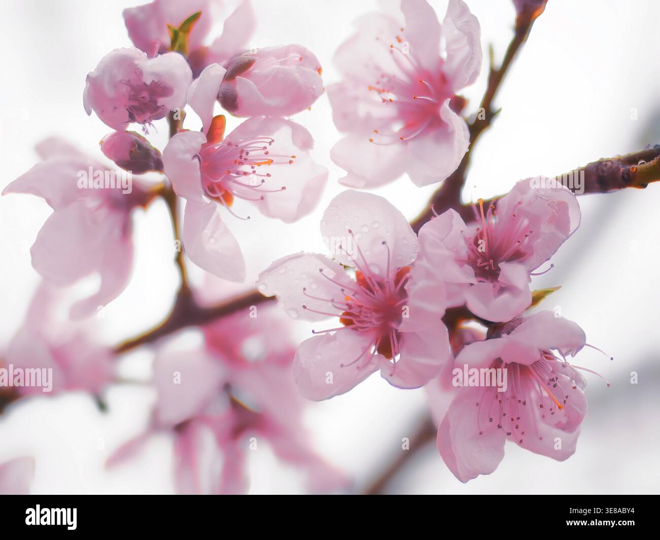La fioritura dei ciliegi sakura è un simbolo culturale venerato in Giappone, che rappresenta la natura transitoria della vita e la bellezza dei momenti che passano. Foto Stock