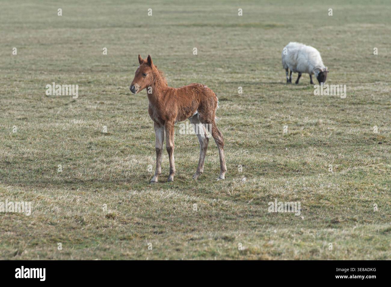 foal e una pecora Foto Stock