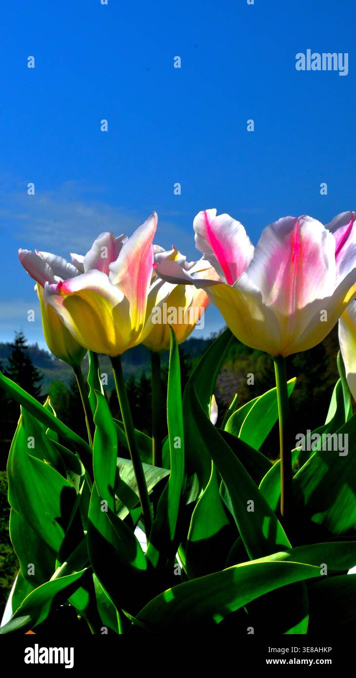 Vaso di tulipani all'aperto, adagiato su un cielo blu. Foto Stock