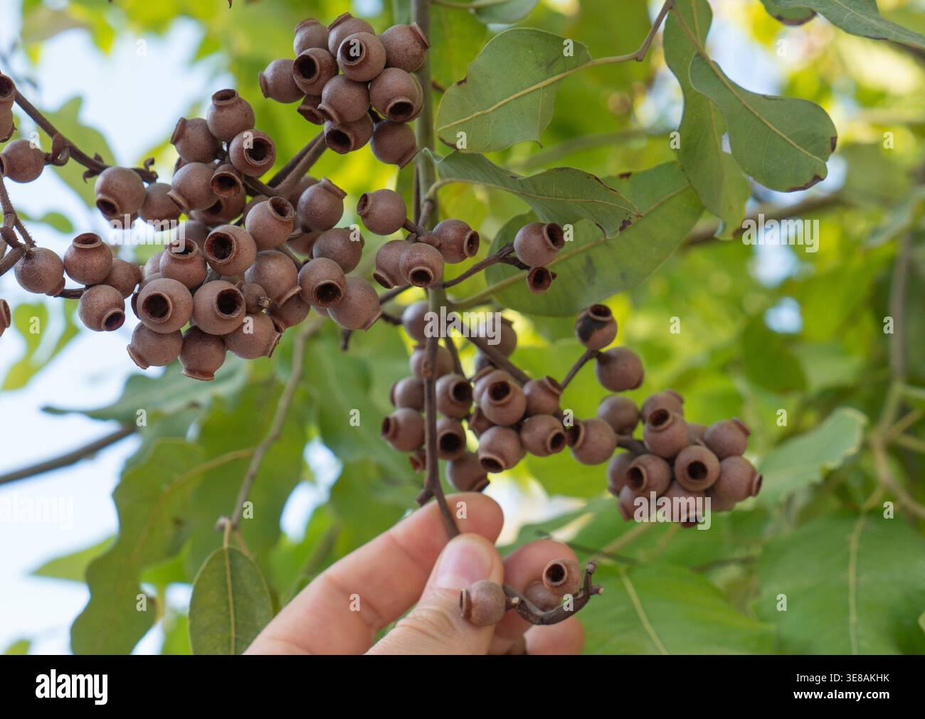 Tenere a mano le cialde di semi di eucalipto sul ramo dell'albero Foto Stock
