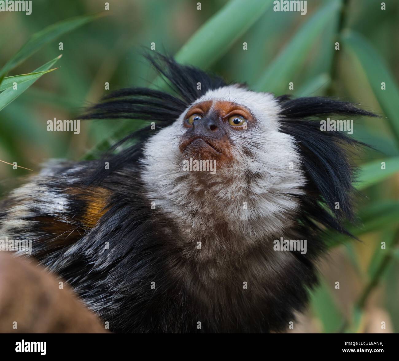 Una marmosina dalla testa bianca, un piccolo primate noto per i suoi caratteristici motivi di pelliccia, guarda intensamente verso l'alto in mezzo a lussureggianti fogliame verde Foto Stock