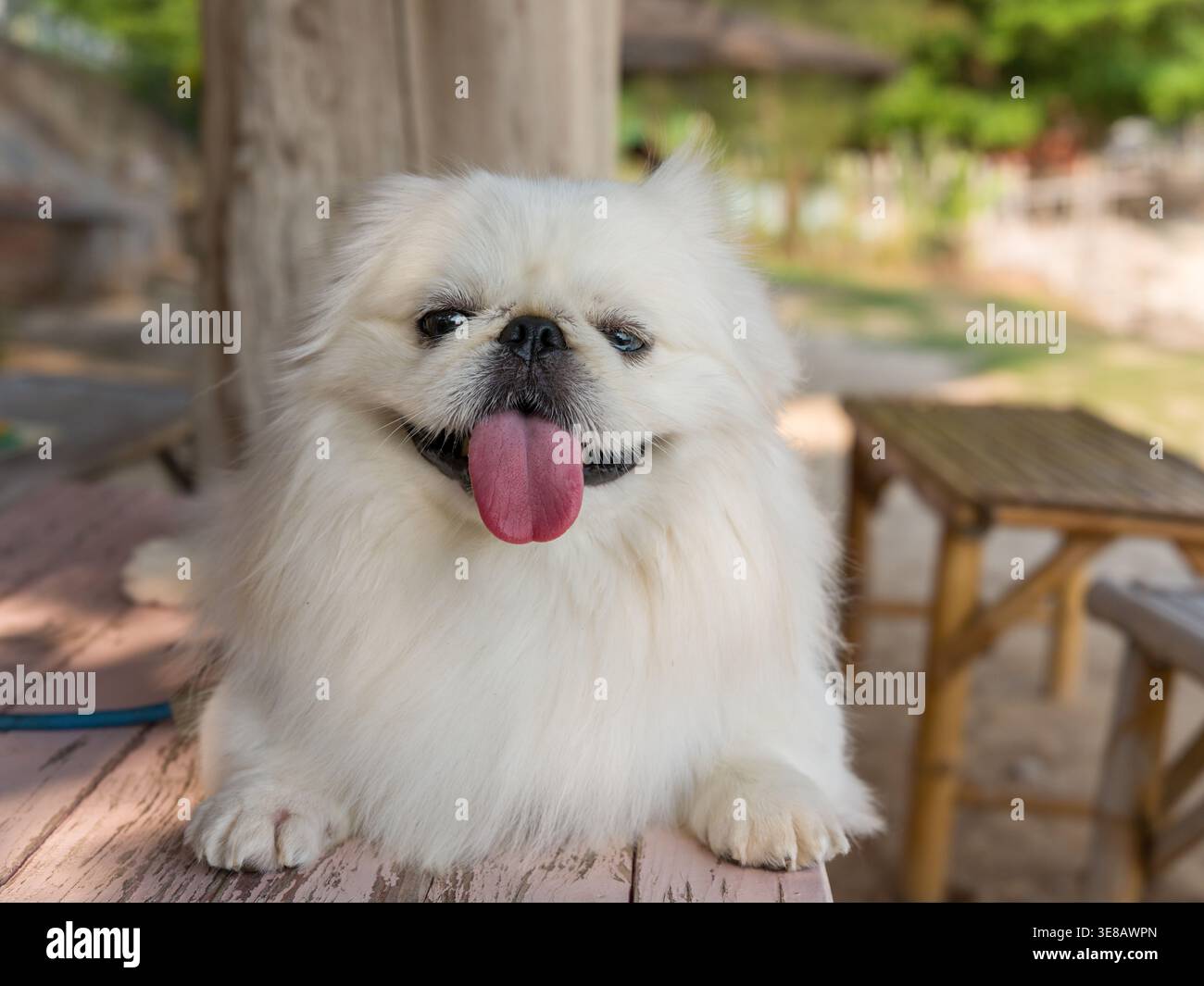 Cane pekingese bianco che si diverte su un lussureggiante prato verde all'aperto. Il peluche piccolo cane di razza giocattolo è fotografato in varie pose naturali che mostrano Foto Stock
