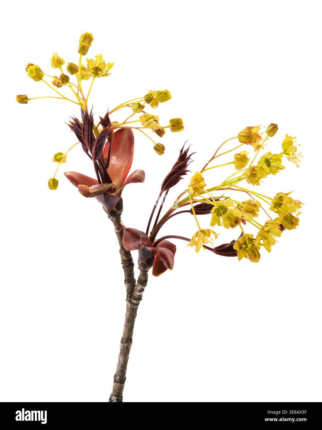 Primo piano di un ramo d'acero riccio con fiori delicati, isolato su uno sfondo bianco pulito. Composizione botanica minima evidenziando n Foto Stock