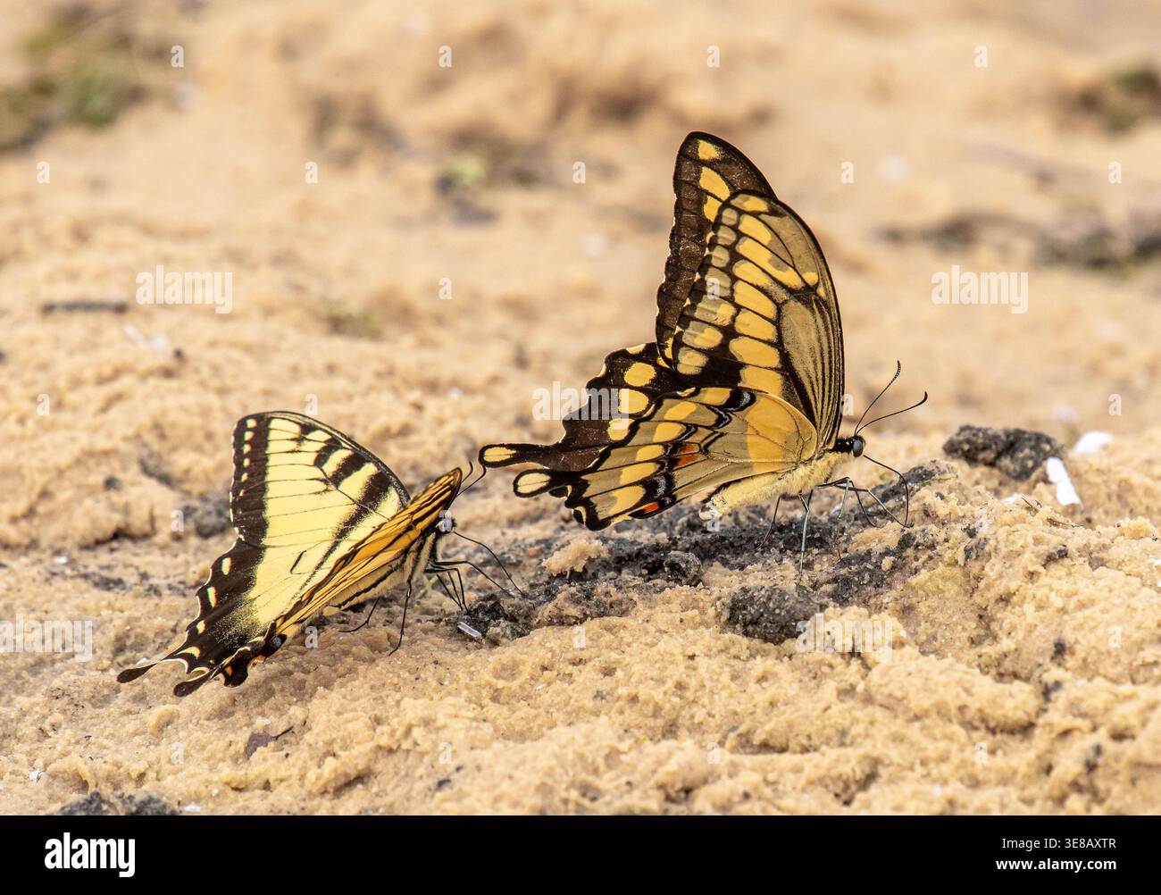 Due farfalle che riposano a terra mostrano dimensioni e dettagli comparati tra la coda di rondine gigante e la coda di rondine della tigre orientale nel Wisconsin. Foto Stock