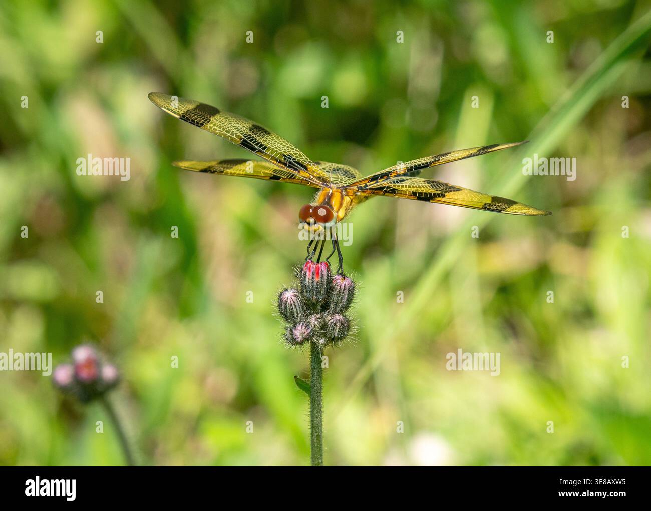 Halloween Pennant libellula (Celithemis eponina) arroccata su un fiore di alghe in un prato del Wyalusing State Park nella contea di Grant, Wisconsin. Foto Stock
