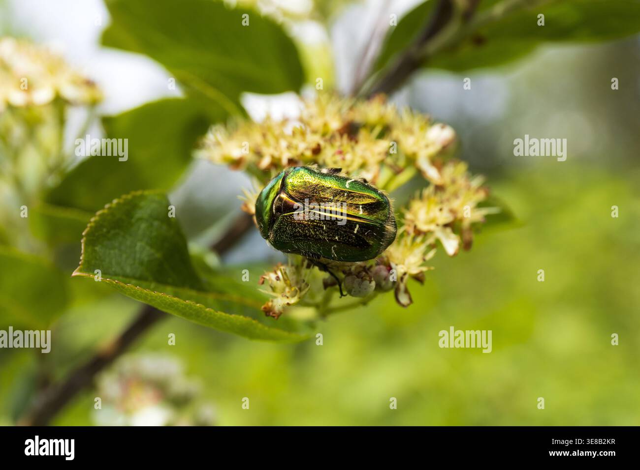 Scarabeo europeo a forma di rosa sui fiori, foto macro con luce naturale. Foto Stock