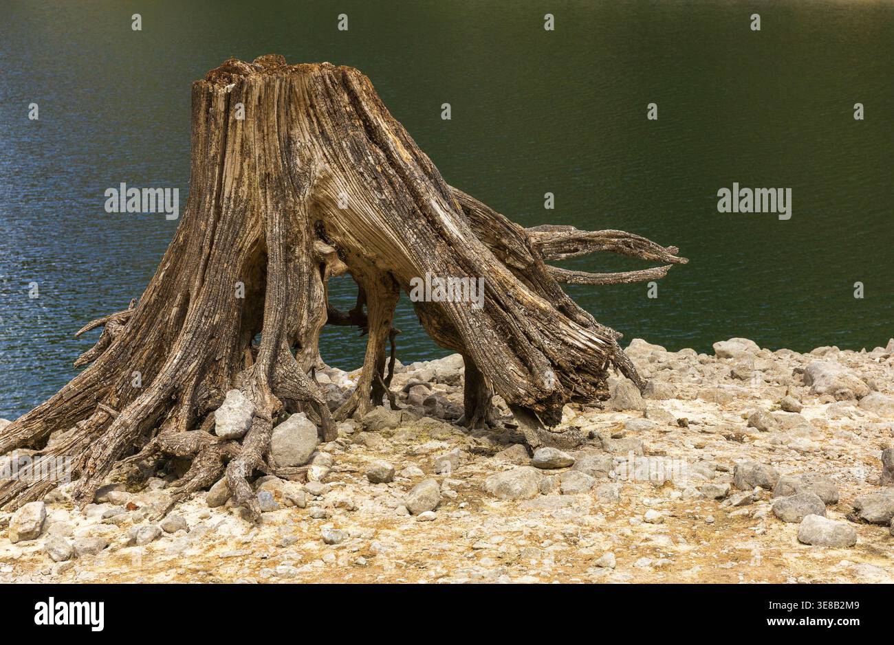 Ceppo di alberi intempestivo sulla riva del lago alpino nelle Alpi austriache. Foto Stock