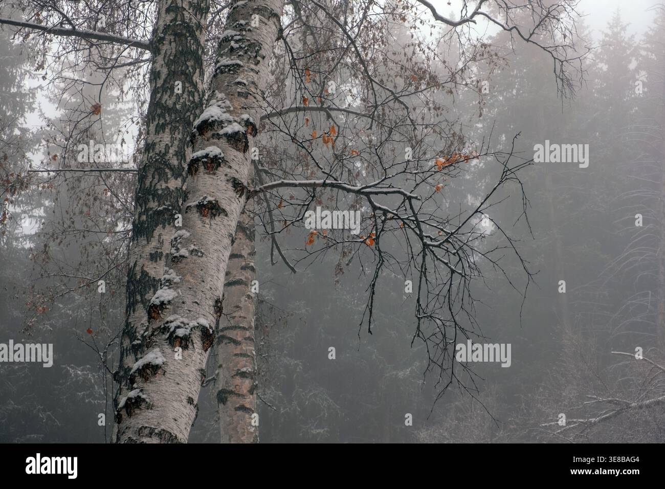Alberi di betulla con neve in una foresta nebbiosa. Sfondo naturale atmosferico per pubblicità stagionale, argomenti ecologici e concetti di consapevolezza. Foto Stock