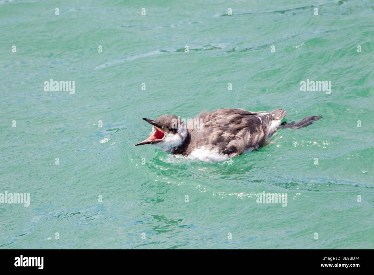Immaturo Common Murre Beak Wide Open vuole cibo Foto Stock