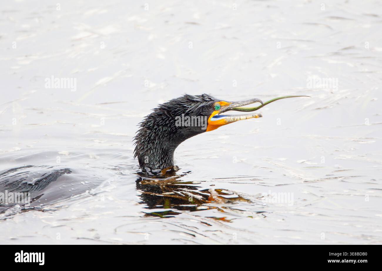 Cormorano a doppia cresta nell'allevamento Plumage Pipefish in becco aperto Foto Stock