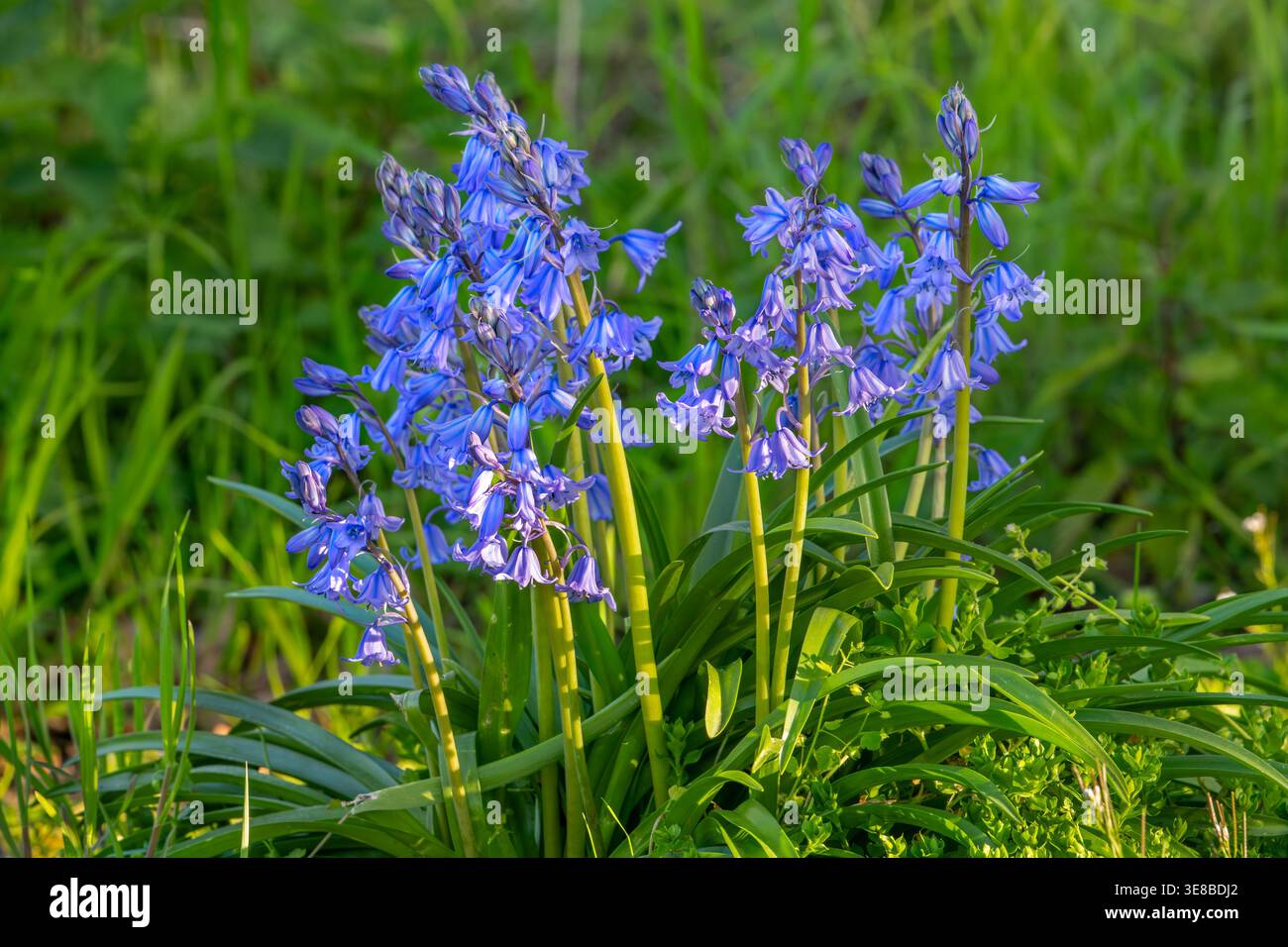 Primo piano di campanelli comuni / bluebell inglese (Endymion nonscriptus) in fiore sul fondo della foresta in primavera Foto Stock