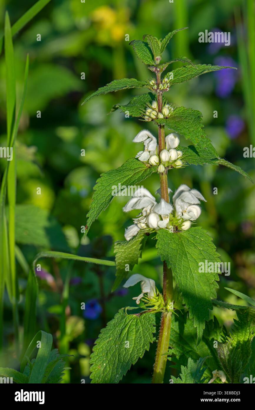 Primo piano di ortica morta bianca (album Lamium) in fiore sul fondo della foresta in primavera Foto Stock