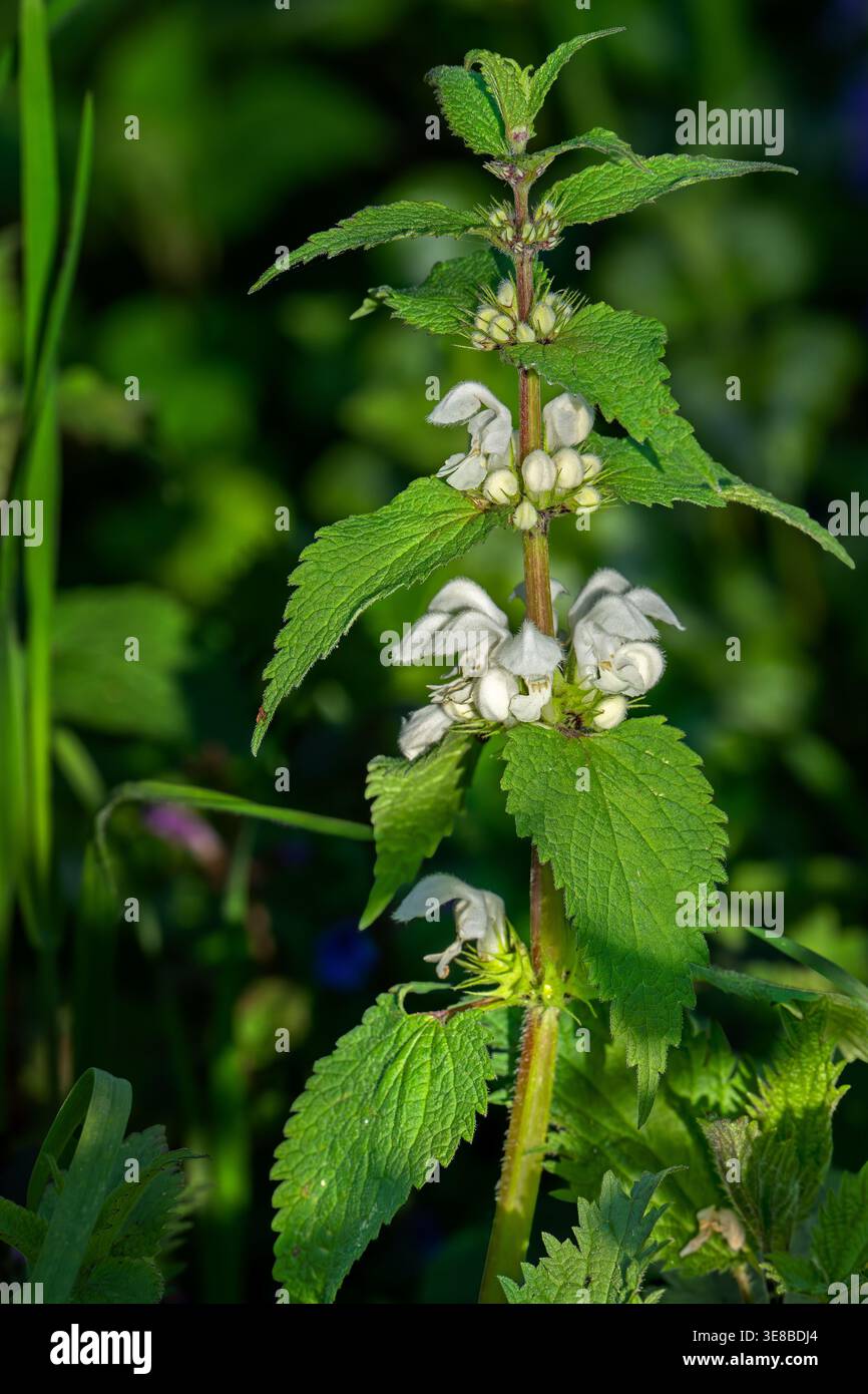 Primo piano di ortica morta bianca (album Lamium) in fiore sul fondo della foresta in primavera Foto Stock
