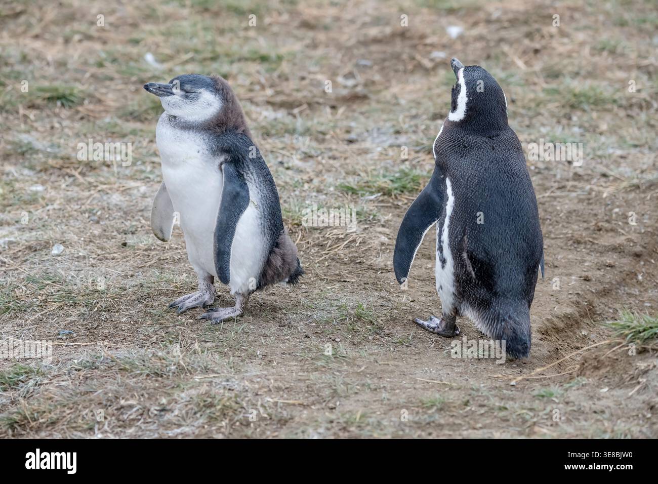 Un giovane adulto che non riproduce e un adulto che riproduce pinguini Magellanici in piedi a terra, sparati alla luce nuvolosa estiva sull'isola di Magdalena, ma Foto Stock