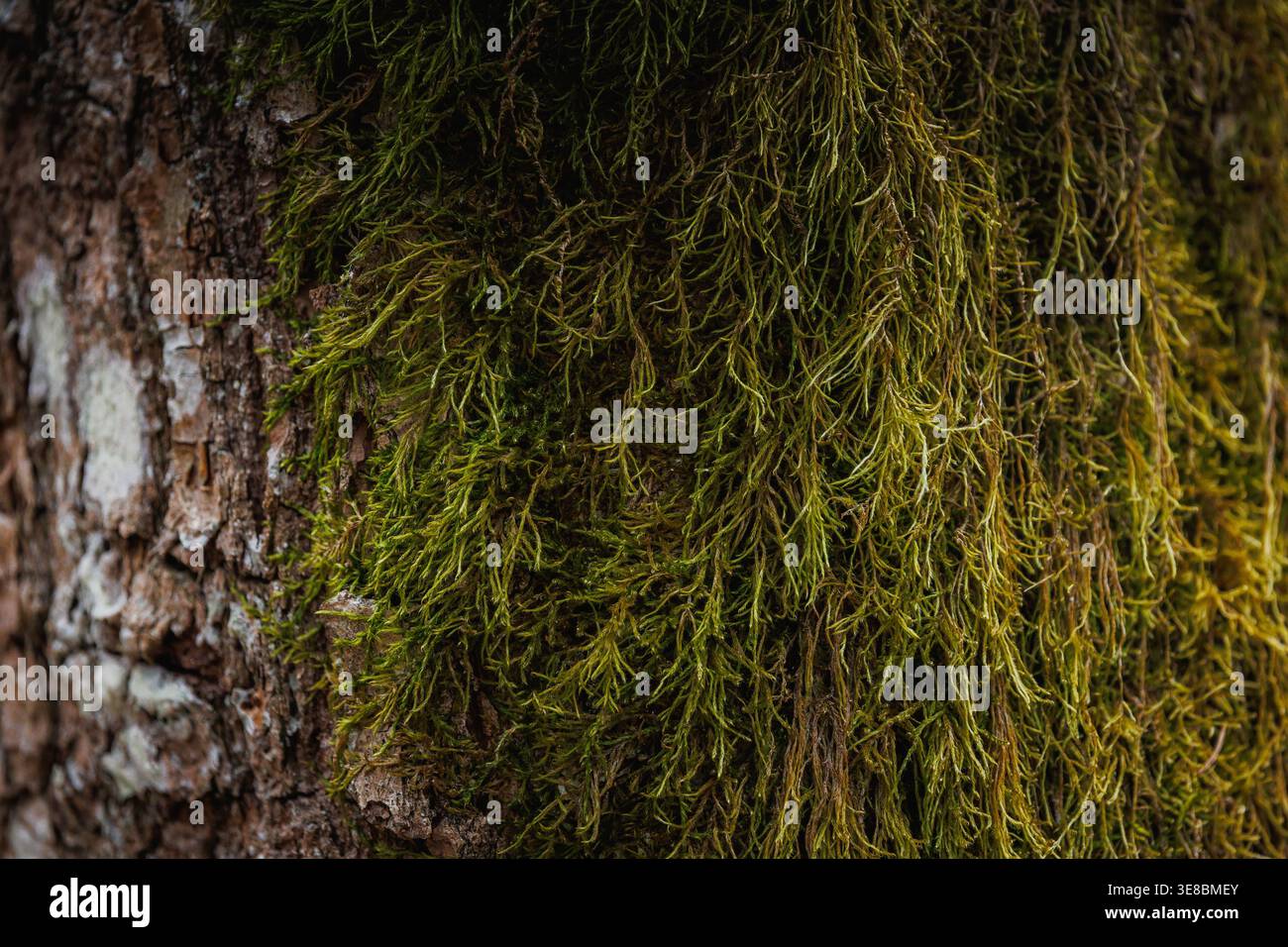Sfondo della corteccia degli alberi con muschio verde Foto Stock